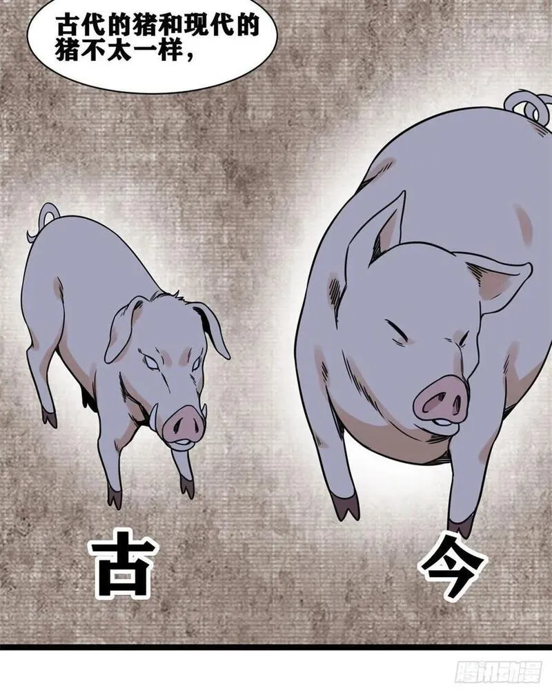 135 改良猪肉品质16